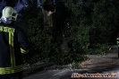 27.08.2016 Einsatz Baumsperre