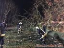 Baumfällung Elmenhorst 20.11.2019_3